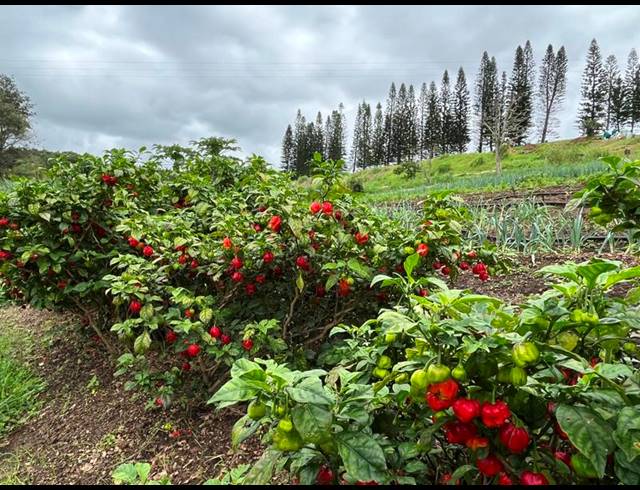 FARM FOR SALE IN SHELLY BEACH